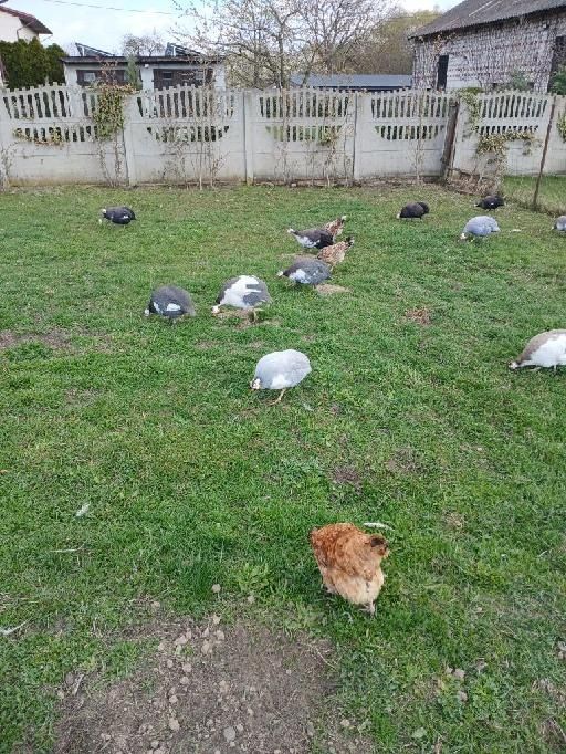 Sprzedam jaja legowe perliczek