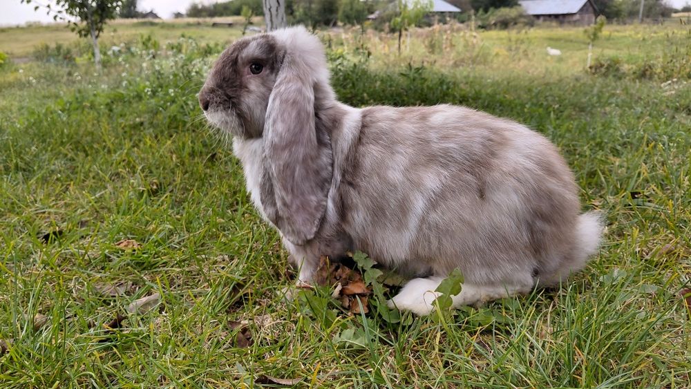 Самчик французький баран