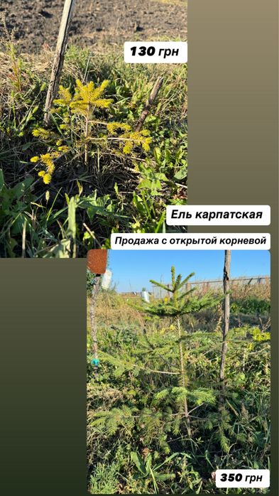 Саженцы - Ель, Смерека , сосна, туя