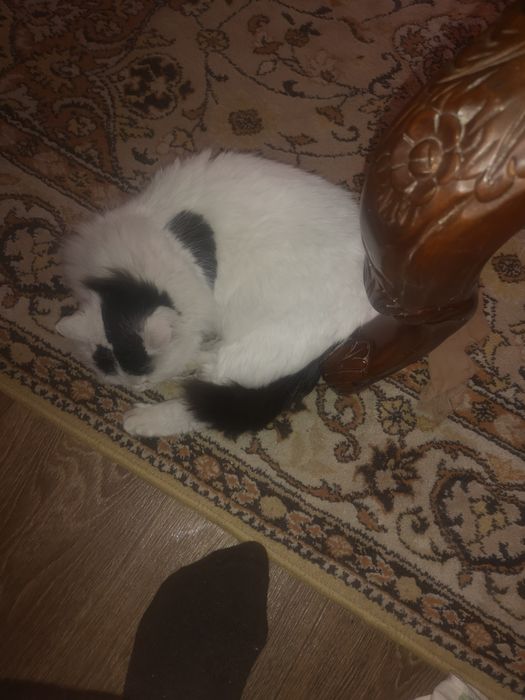 Віддам гарну кішку безкоштовно.