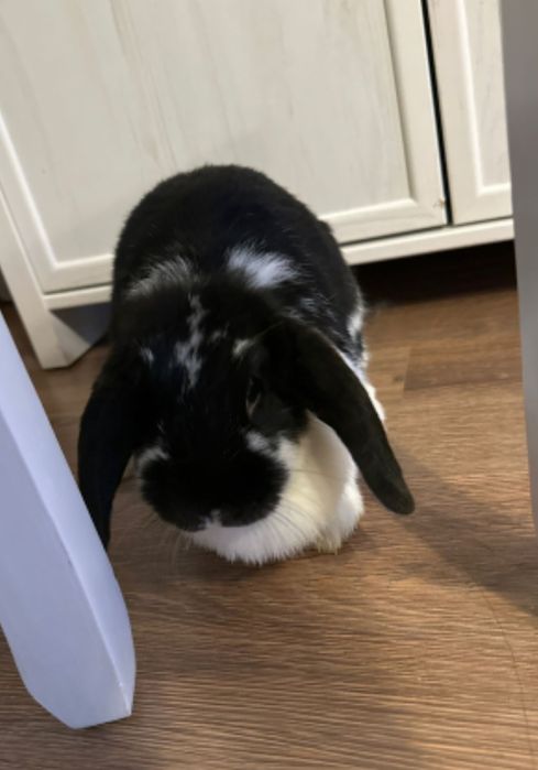 Królik baranek samiczka