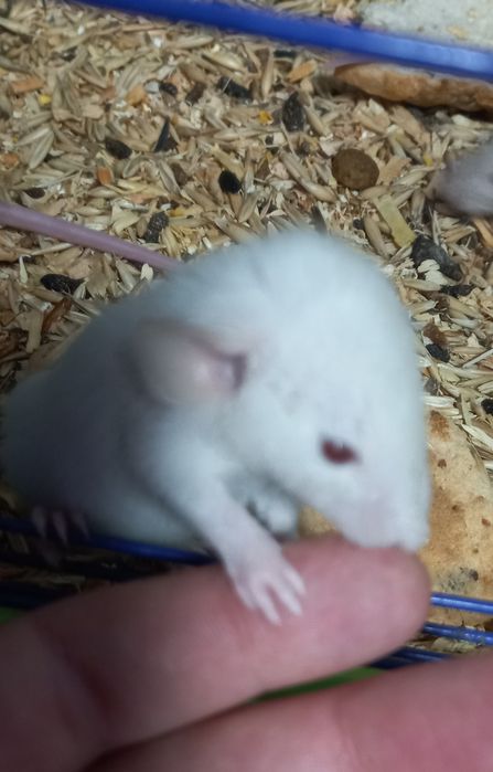 Криси пацюк криска