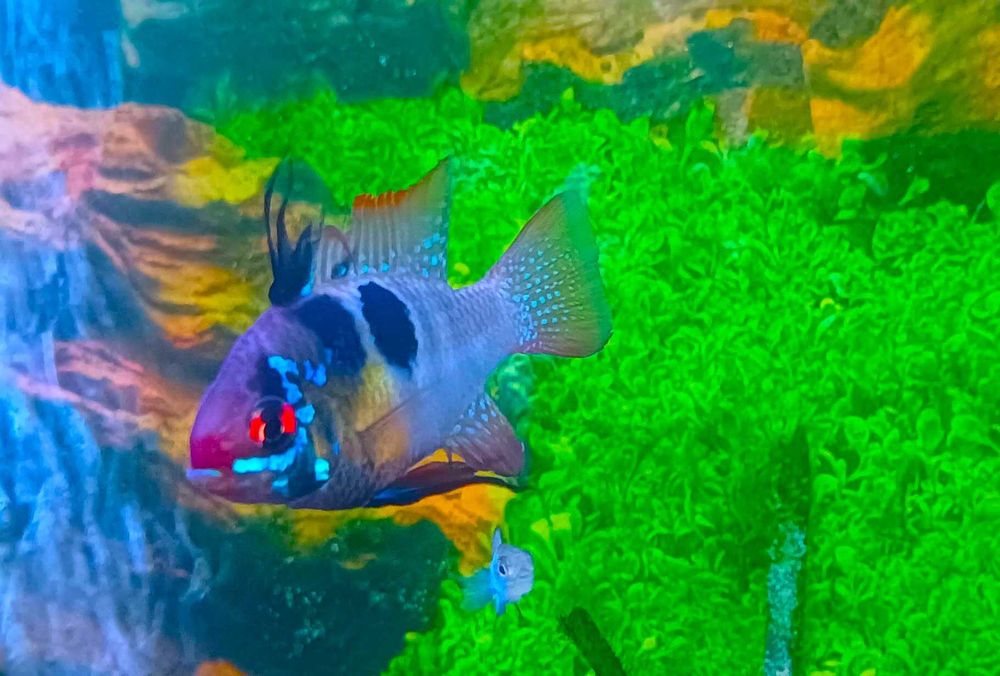 Mikrogeophagus Ramirezi German Blue Macho XL (Fotos Reais)