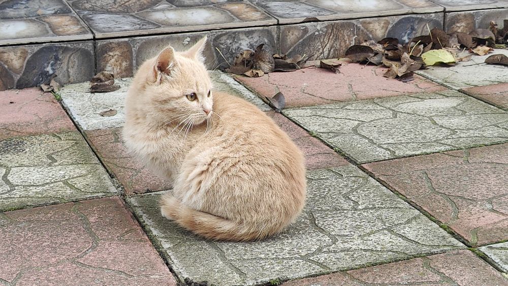 Кошенята, дівчинка і хлопчик