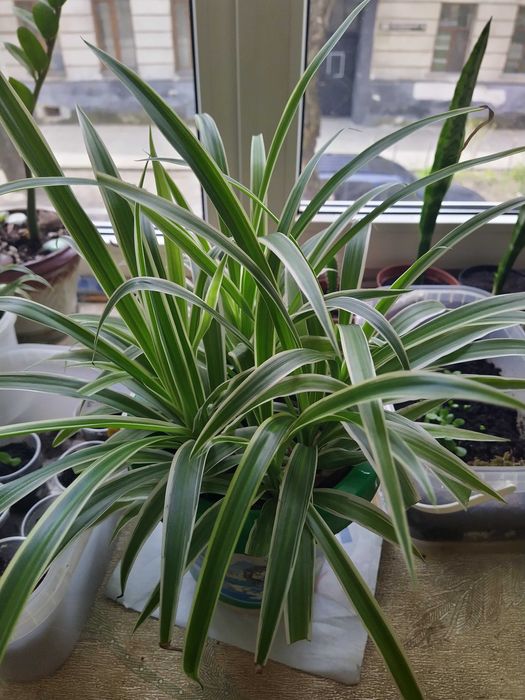 Цветок хлорофитум.