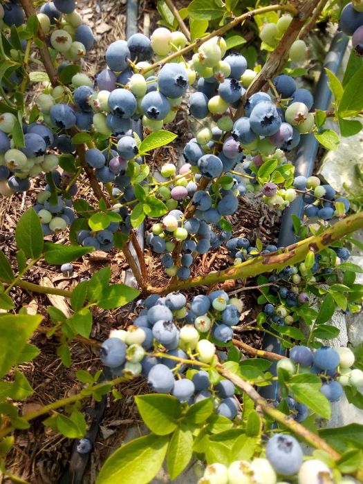 Саджанці Абрикоса Персик Нектарин Слива Груша Хурма Черешня Порічка