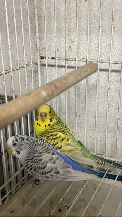 Casal periquitos texas