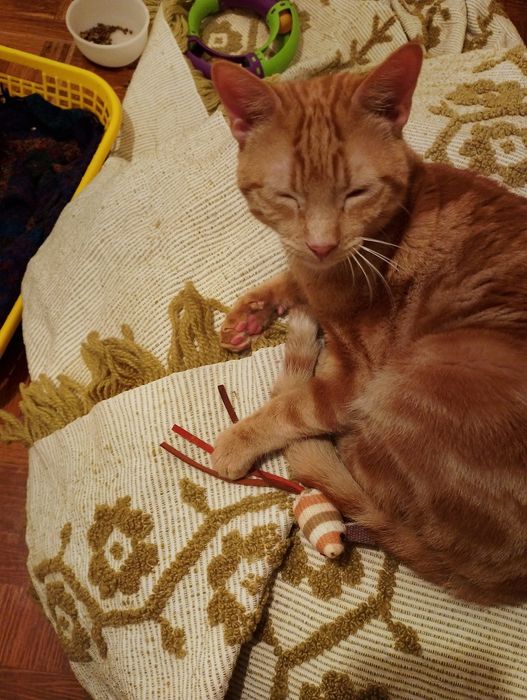 Gatinho macho amarelo