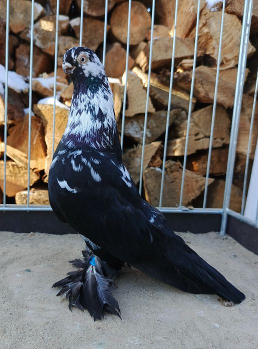 Motyl warszawski samczyk 24r. Motyle