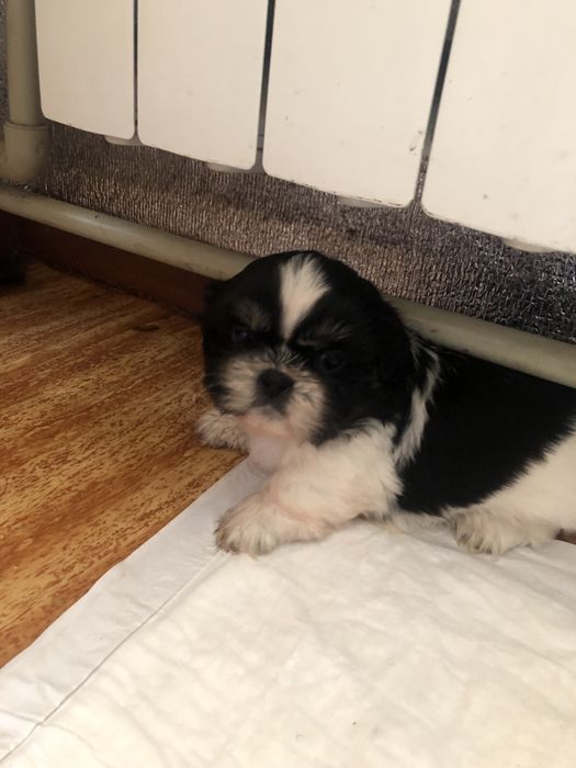 Вязка ши-тцу