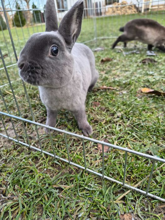 Mini rex kuna niebieska samiczka