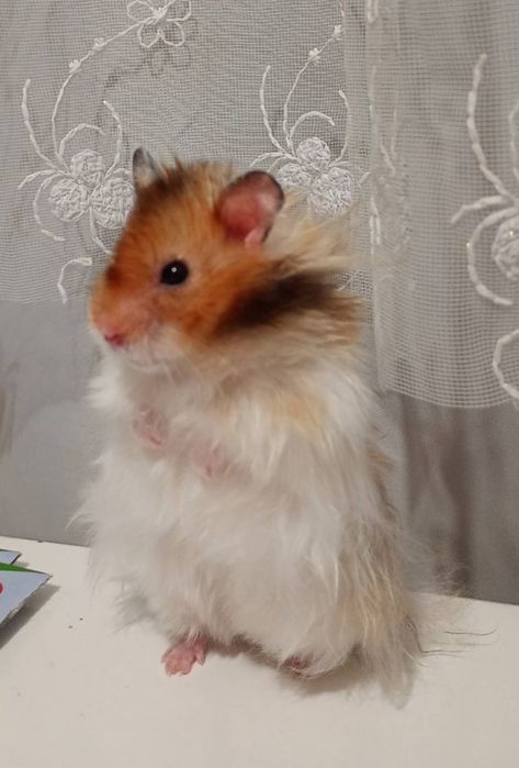 Хом'як королівський пухнастий