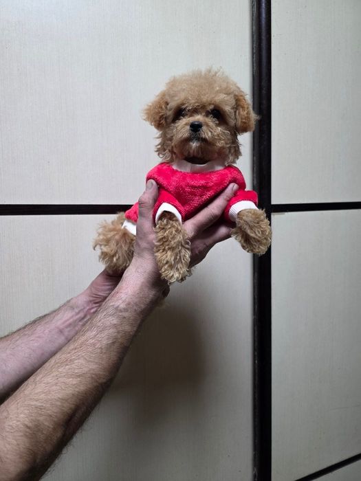 Очаровательные девочки мальтипу