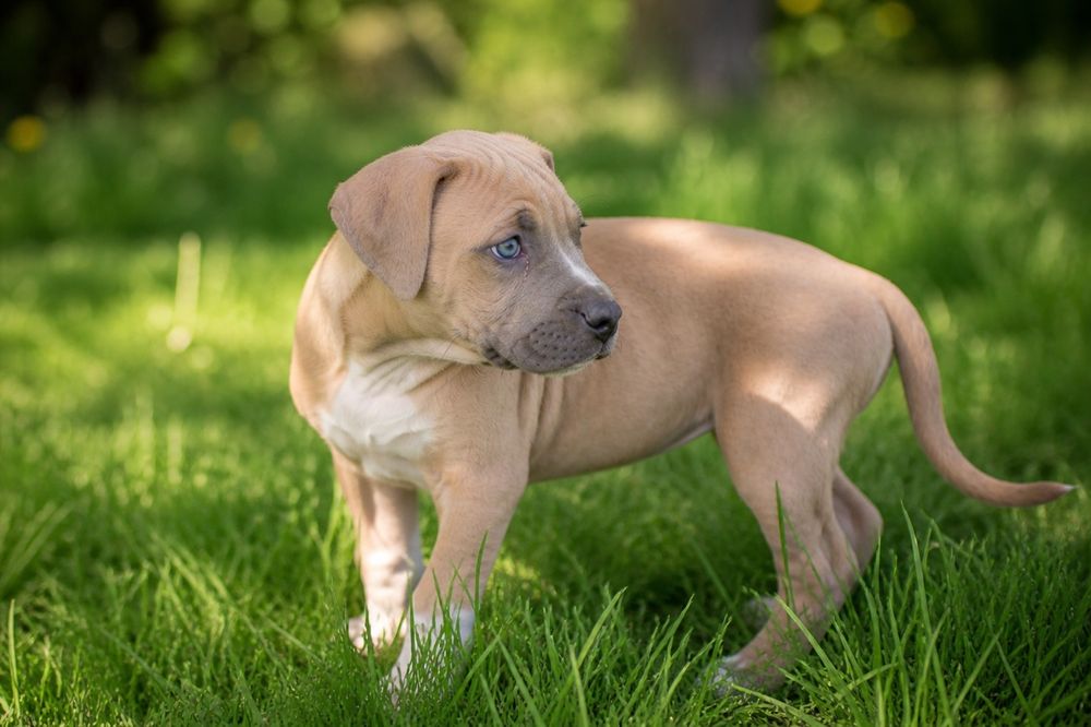 Mega rodzinna i oddana suczka Amstaff!
