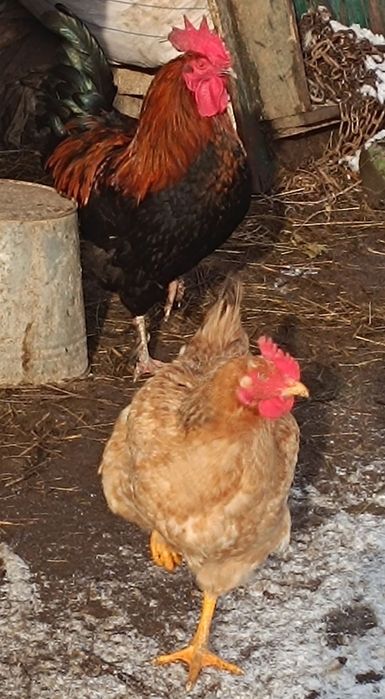 Ухейилюй Люйкедандзи, Маран, R3A.