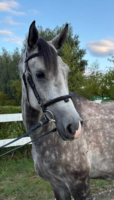 Ambitny wałach 6 lat