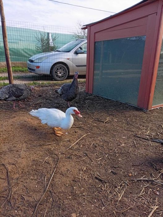 Vendo casal de patos mudos