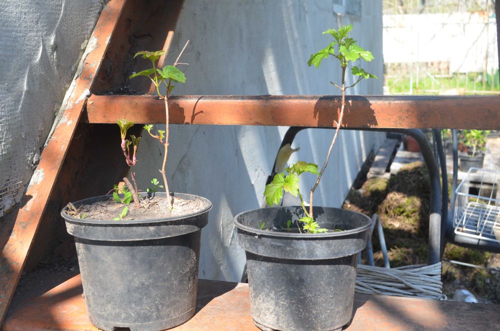 Бересклет, Калина. Бірючина, Барбарис,  Верба матсудана