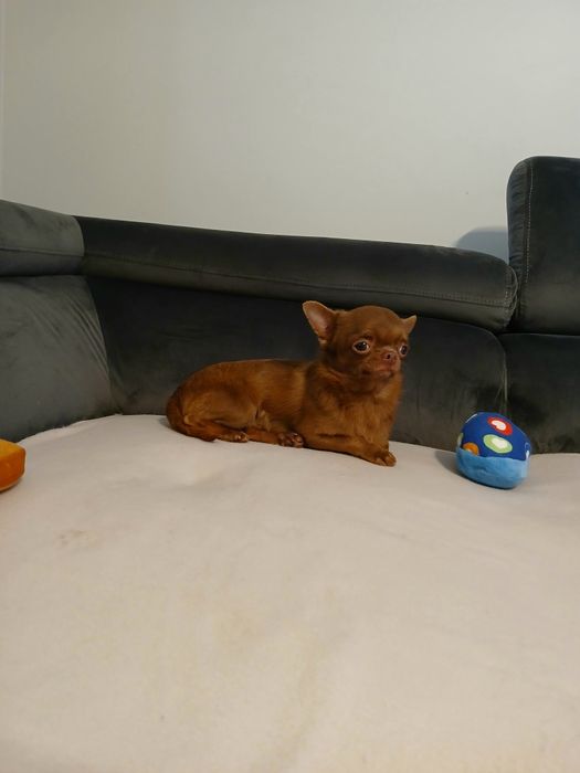 Piesek chihuahua