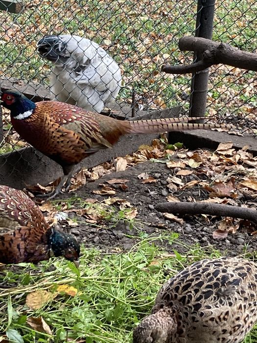 Фазани-когути