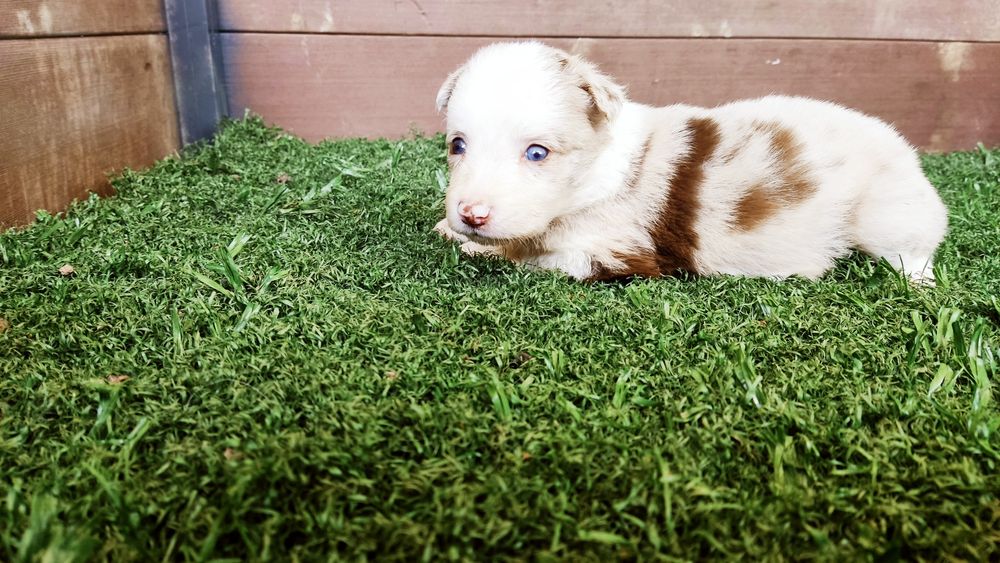 Cachorro border collie