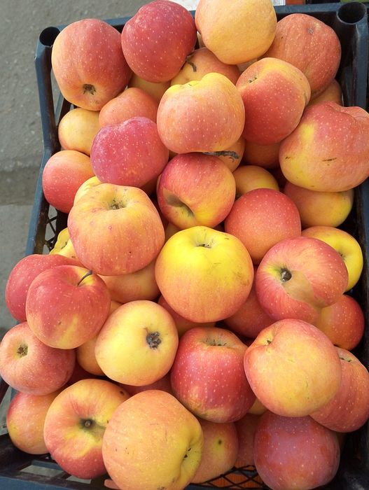 Яблоки из своего сада