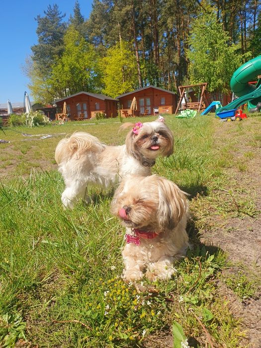 Domki letniskowe, basen, plac zabaw,  zwierzęta mile widziane