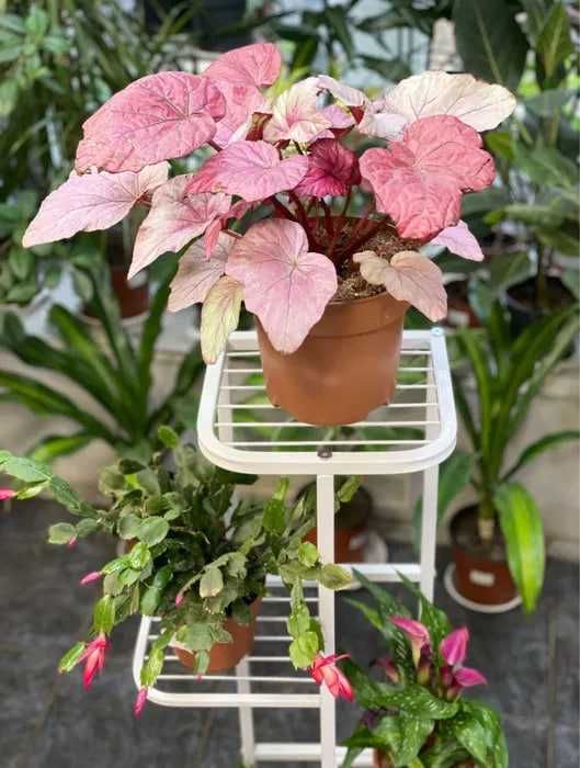 Полка подставка для цветов этажерка Підставка для квітів полиця стелаж