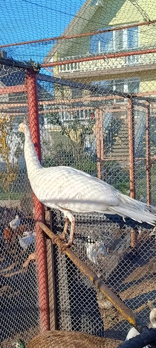 Paw szmaragdowy, samica z maja tego roku