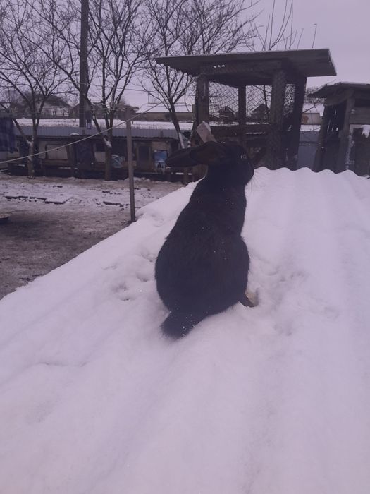 Самець породи строкач.