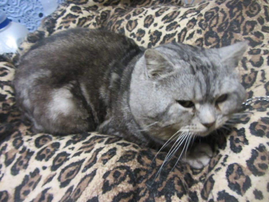 Котинята віслоухі