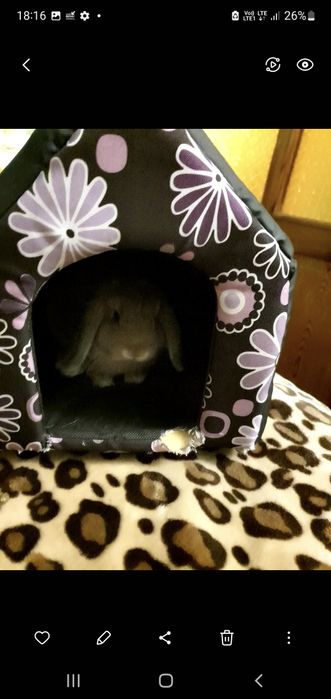 Królik mini lop  Karzeł teddy Baran fr