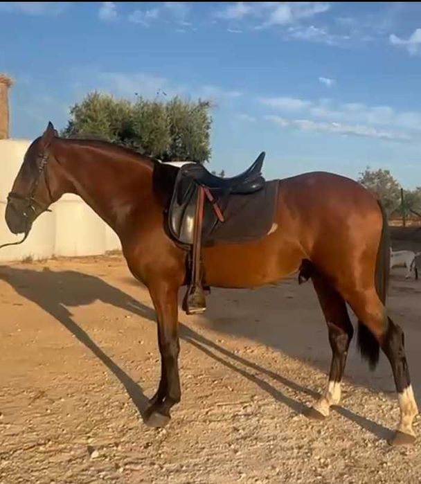 Cavalo para venda