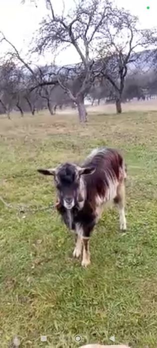 Є Молодий  ЦАП на ЗЛУЧКУ