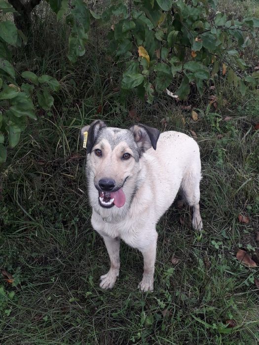 Віддаю в добрі руки