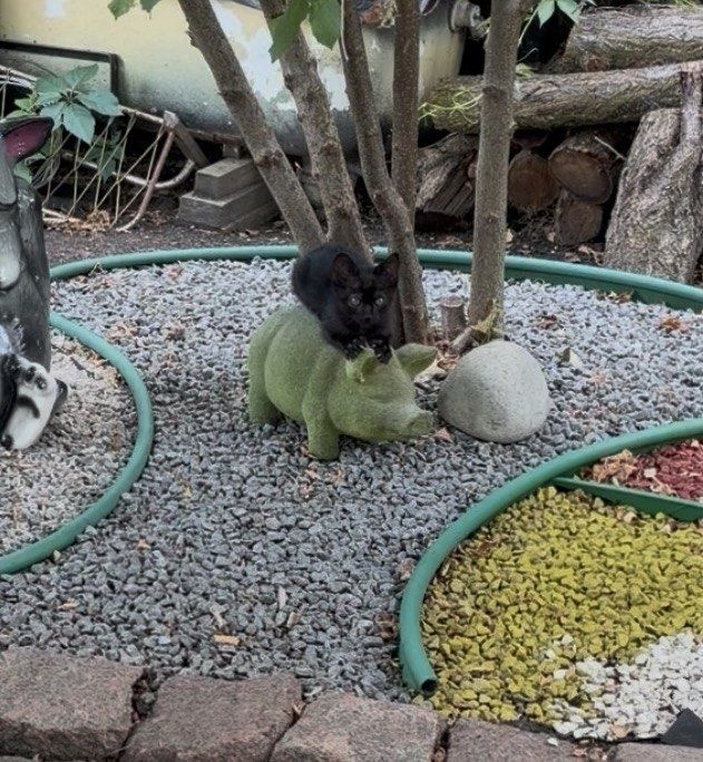Черные котята ищут дом