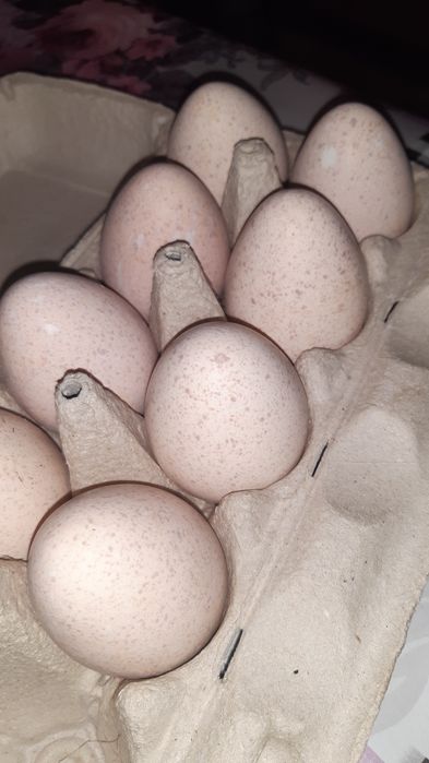 Jaja lęgowe indycze