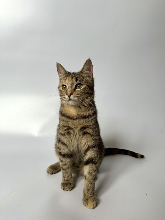 Котёнок кошка полгода