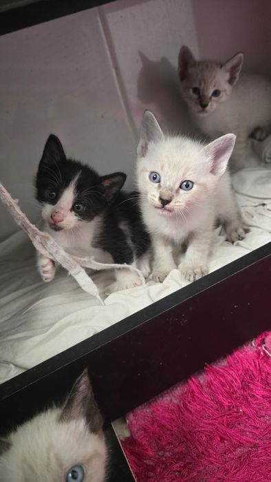 Gatinhos para adoção responsável