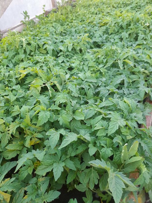 Продам розсаду помідор