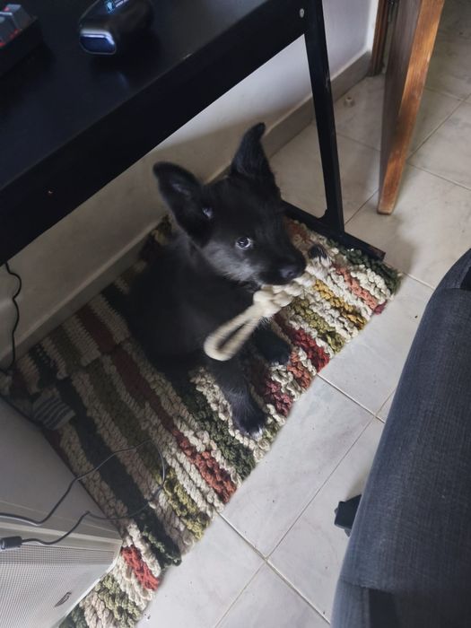 Adoção responsável - 4 meses