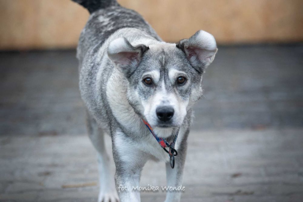 Alpejka – kochająca psia przyjaciółka szuka swojego domu