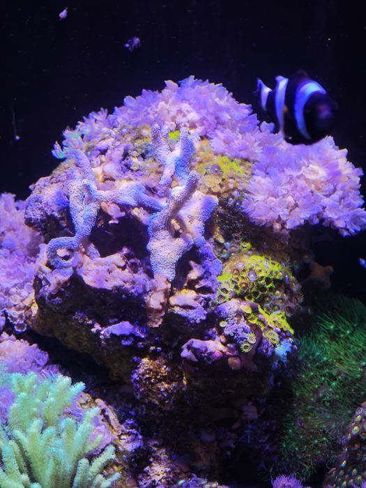 Koralowce, Xenia, Zoa
