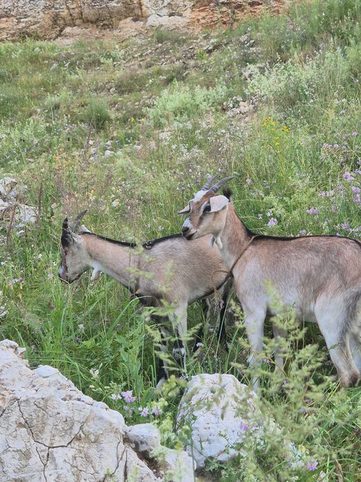 Sprzedam kozy Ryczów koło Ogrodzieńca