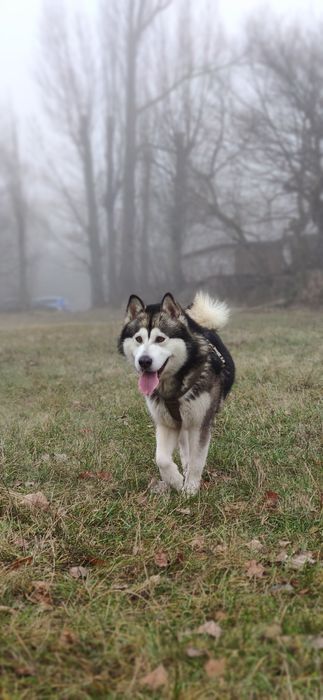 В'язка ,Маламут ,Кобель