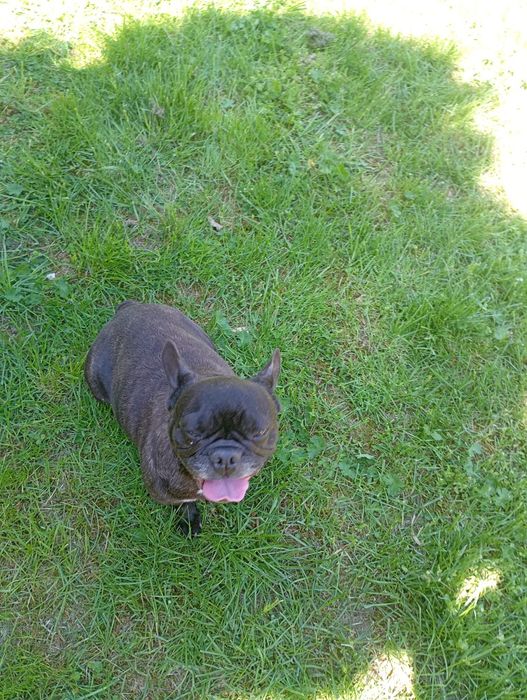 Buldog francuski sunia czarna
