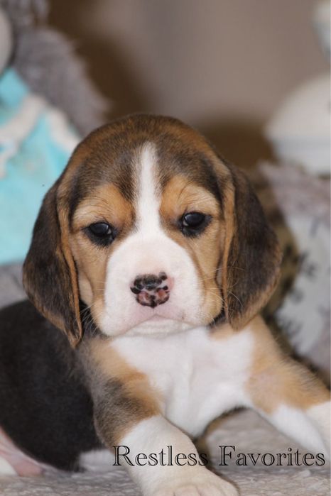 Щенки бигля КСУ резерв