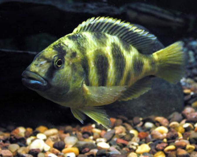 GB MALAWI Pyszczak Venustus