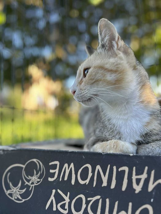 Szukamy domu dla kotki tricolor która jest FIV+