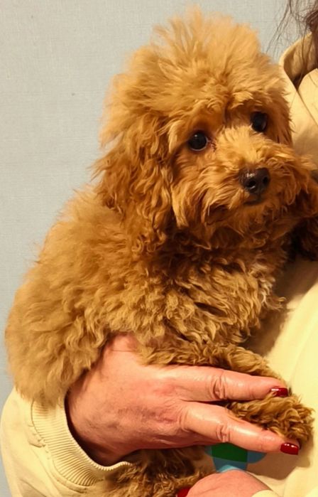 Продам мальтипу 17000